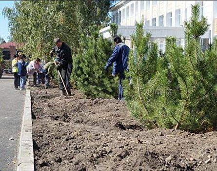 Ученые ТГУ представили список растений для озеленения Томска