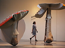 Минсельхоз намерен развивать сбор грибов и ягод