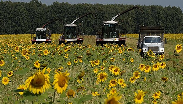 Санкции в помощь: в Россию пришел сельскохозяйственный бум
