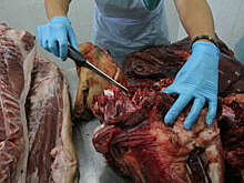 Глава Чувашии сообщил о госпитализации двух жителей республики, зараженных сибирской язвой