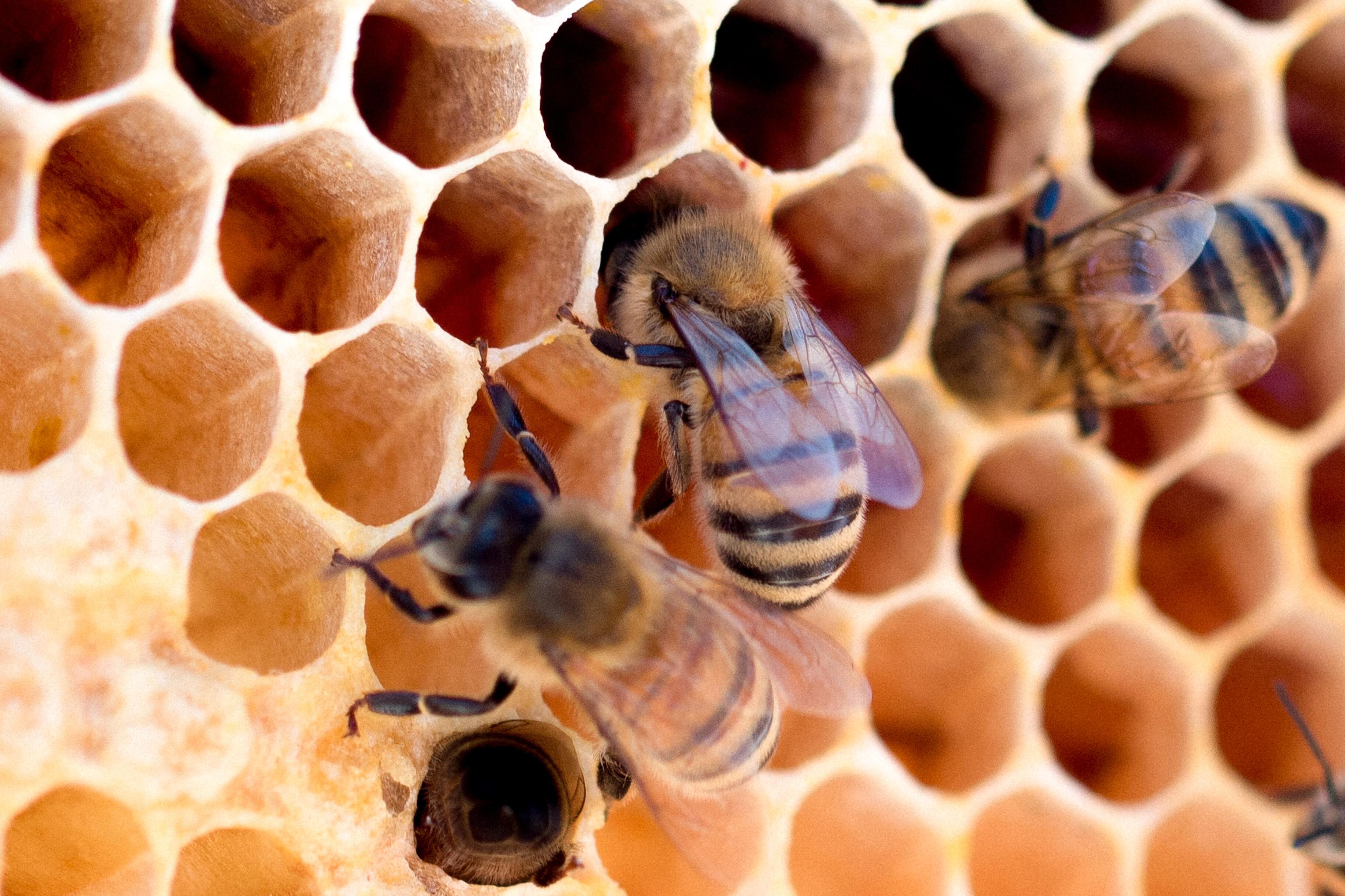 Срок жизни пчёл уменьшился в два раза за последние 50 лет. Что происходит