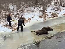 Супруги спасли провалившуюся под лед лосиху