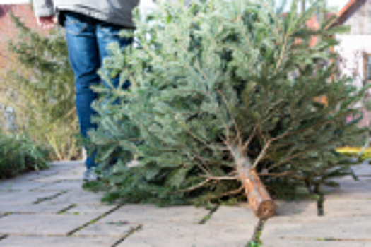 В Москве можно будет сдать новогоднюю елку