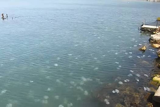 Пляжи российского курорта заполонили ядовитые существа