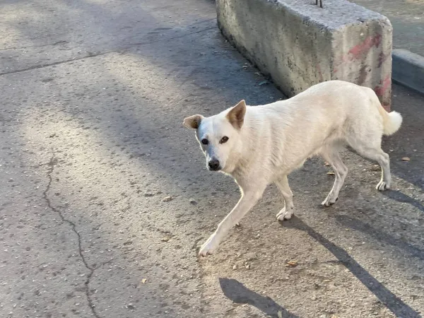 Хозяйка отсудила у ветклиники 166 000 рублей за смерть собаки