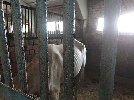 Скандал о голодающих лошадях саратовской полиции набирает обороты
