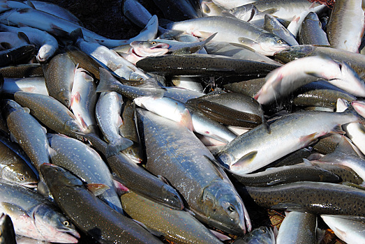 Российские рыбаки добыли более 450 тыс. тонн тихоокеанских лососей