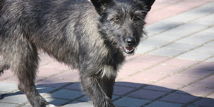 Собачья жизнь: челябинские зоозащитники вступились за бродячих псов