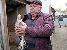 В кубанской станице выращивают редкую породу птиц