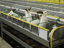 В Калужской области проектируют ферму на 40 000 кроликов