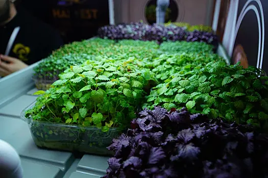 Новосибирский агроном Людмила Шубина рассказала о методах борьбы с плодожоркой