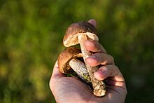 13 жителей Волгоградской области отравились грибами