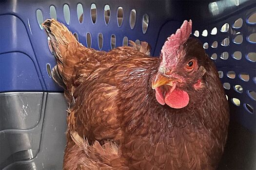 На территорию Пентагона «незаконно» проникла курица