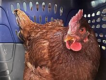 На территорию Пентагона «незаконно» проникла курица