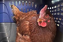 На территорию Пентагона «незаконно» проникла курица