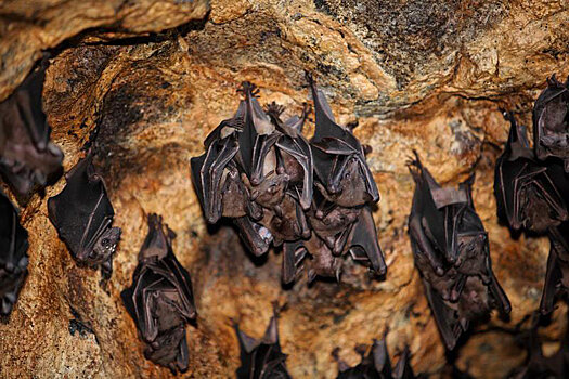 В Северной Осетии будут водить экскурсии в пещеру с летучими мышами