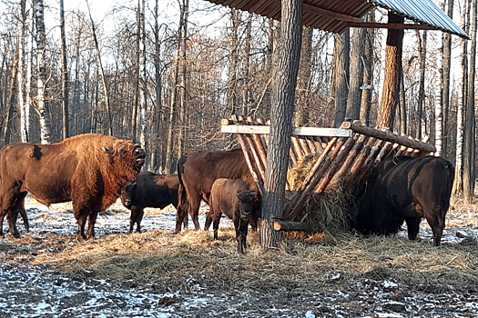 «Нулевые чтения» поправок к закону об ООПТ не прошли ценз Общественной палаты