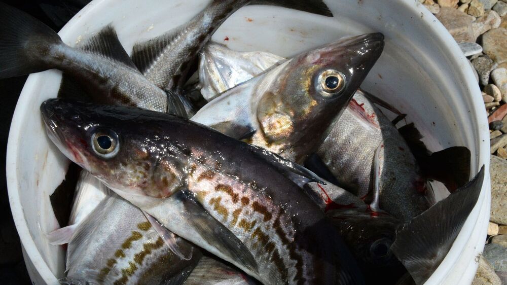 В России возобновился спрос на рыбу