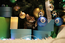 «Мировой Дед Мороз» и котики: как эфирное оформление канала «Мир» стало проектом 360