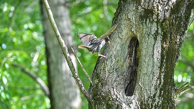 Птицы в Москве начали вить гнезда