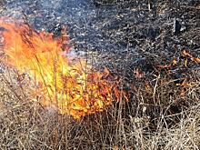 Сжигать сухую траву и разводить костры в лесах запрещено, напомнило Минприроды Забайкалья