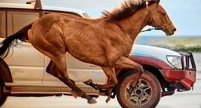 Сколько в лошади лошадиных сил