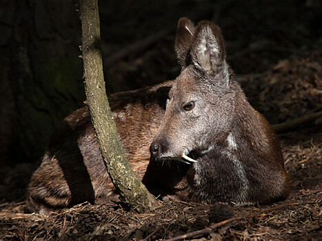 Деньги, выделенные на спасение редких оленей, судьбой которых интересовался Путин, пустили на развитие частных охотничьих угодий