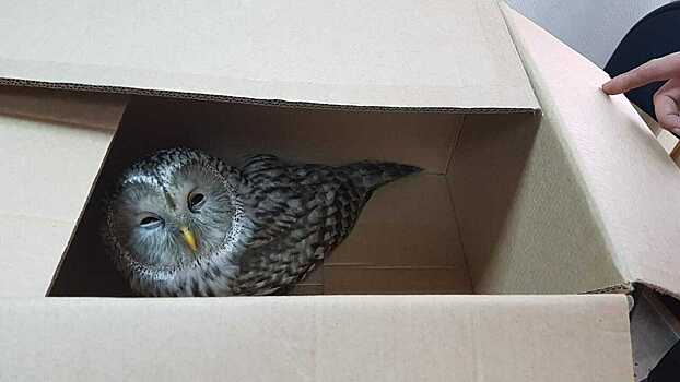 Судебные приставы спасли травмированную сову