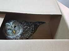 Судебные приставы спасли травмированную сову