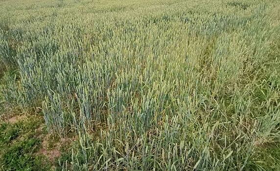 Сеять по зернышку озимой пшеницы в пластиковый стаканчик посоветовали фермерам