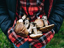 Подмосковный грибной сезон еще не завершился: где найти дары леса?