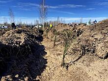 Более 16 тысяч деревьев высадили сотрудники АО "Самаранефтегаз" за год