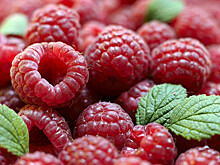 Эндокринолог Поляков назвал ягоду, помогающую похудеть благодаря мочегонному эффекту