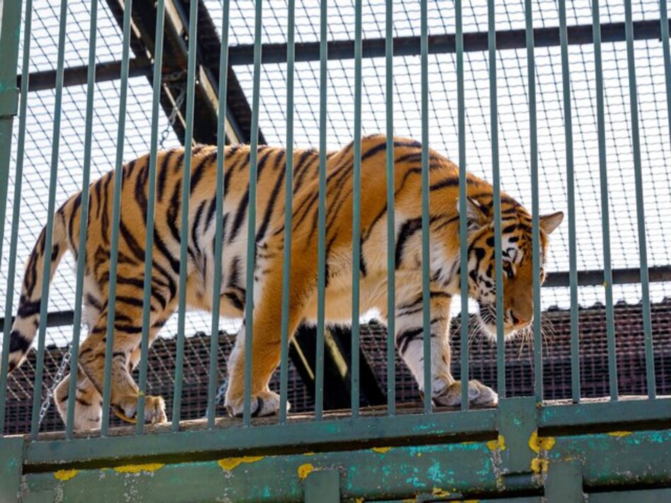 Тайгер москва. Амурский тигр в Московском зоопарке. Тайган зоопарк тигры. Амурский тигр в зоопарке.