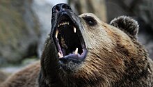 Два нападения медведей на людей произошли в Приморье