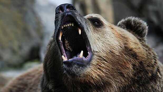 Медведь пробил головой дверь школы в Китае