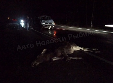 На трассе в Ярославской области сбили лосёнка
