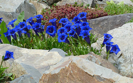Выращиваем горечавки - небесные цветы с горным характером