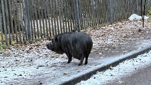 Домашняя свинья на самовыгуле напала на школьницу на севере Петербурга