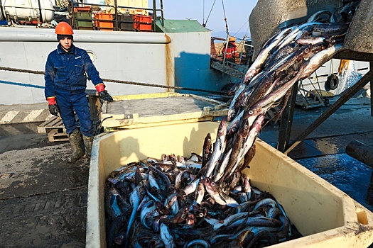 Как повлияла на рыбную отрасль в ДФО программа "квоты под киль"