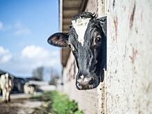 Эффективная система кормления коров с высоким уровнем продуктивности