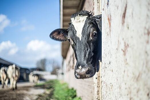 Эффективная система кормления коров с высоким уровнем продуктивности