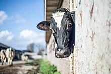Эффективная система кормления коров с высоким уровнем продуктивности