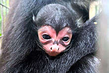 В зоопарке Флориды родилась обезьяна со знаком Бэтмена