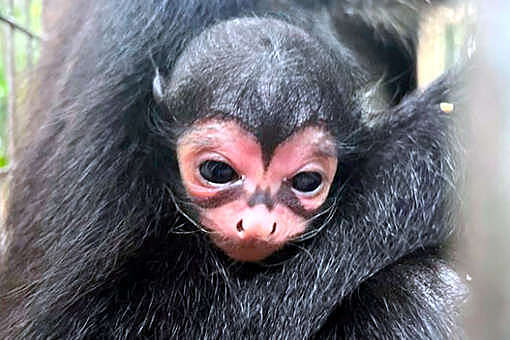 В зоопарке Флориды родилась обезьяна со знаком Бэтмена