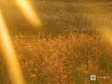 Гидрометцентр предупредил об аномальной жаре в июле в Нижегородской области