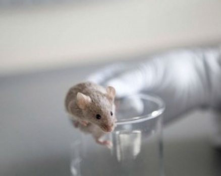 Учёные из России и Швеции сумели замедлить старение у мышей