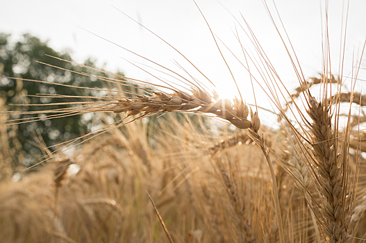 Российская пшеница подорожала до $340 за тонну. Это новый рекорд
