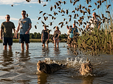 Пьют кровь и заражают язвой. Почему от них нет спасения даже в воде?