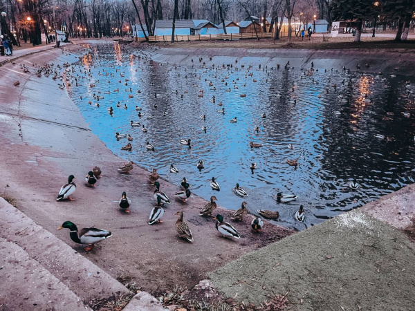 В Самаре в парке Гагарина заметили нашествие уток